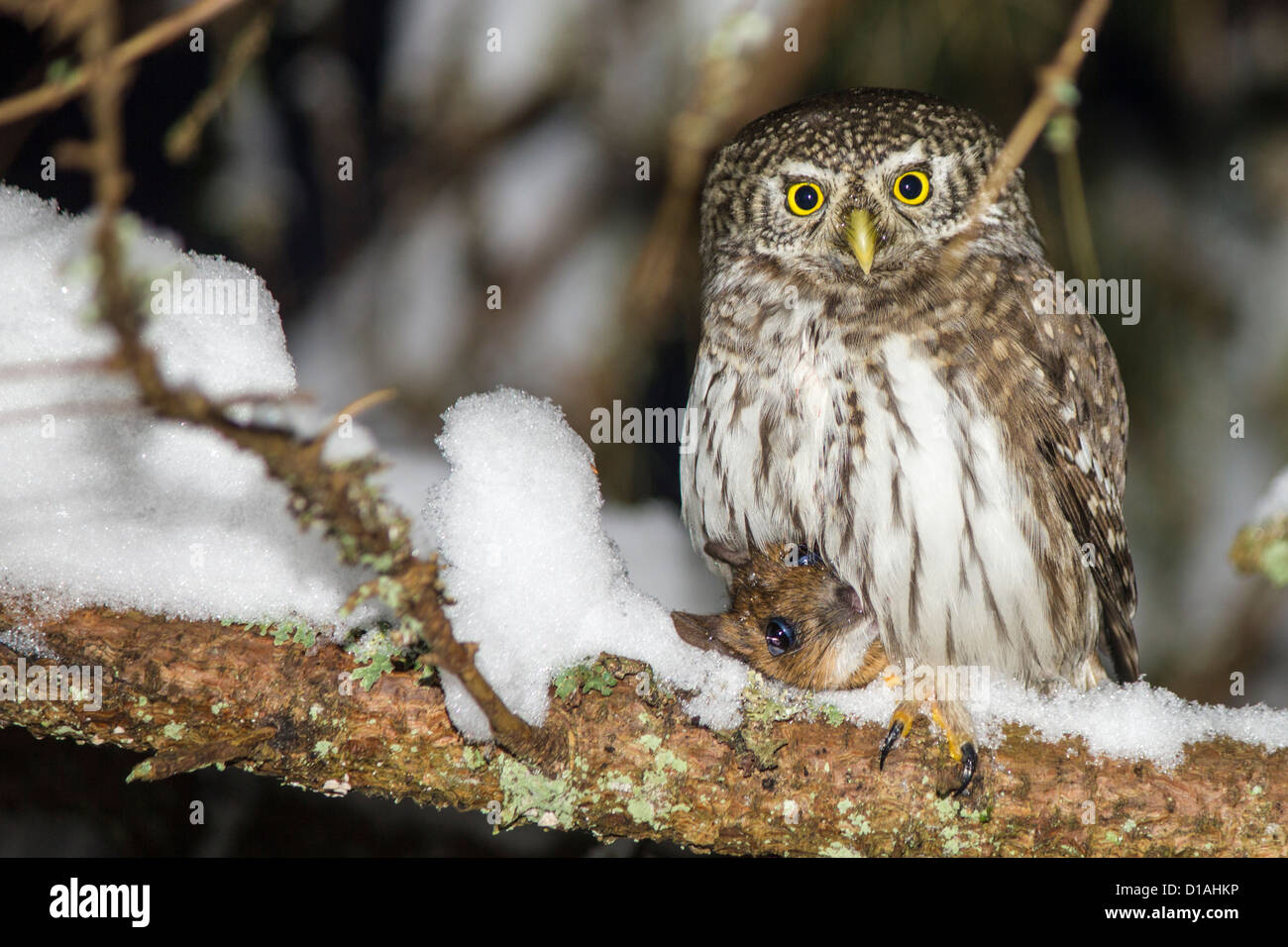 Die eurasische Pygmy Eule, Glaucidium passerinum Stockfoto