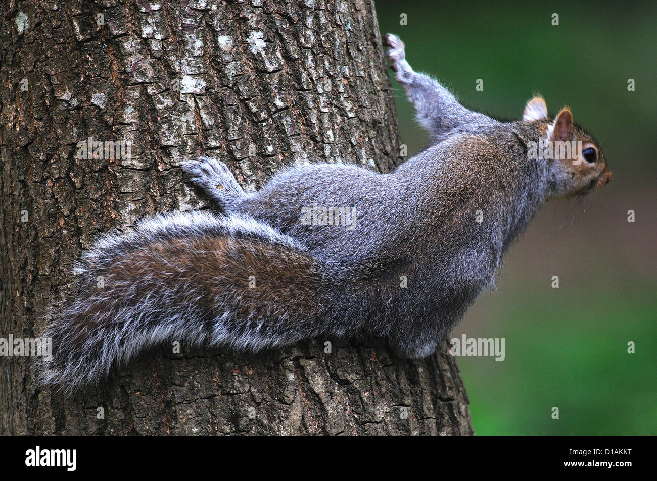 Ein Grauhörnchen auf einem Baumstamm UK festhalten Stockfoto
