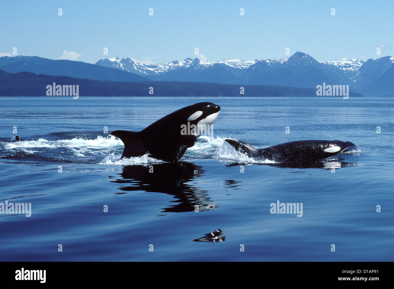 Großer Schwertwal; Orca.Orcinus Orca. Breaching.Photographed in Icy Strait, südöstlichen Alaska, USA Stockfoto