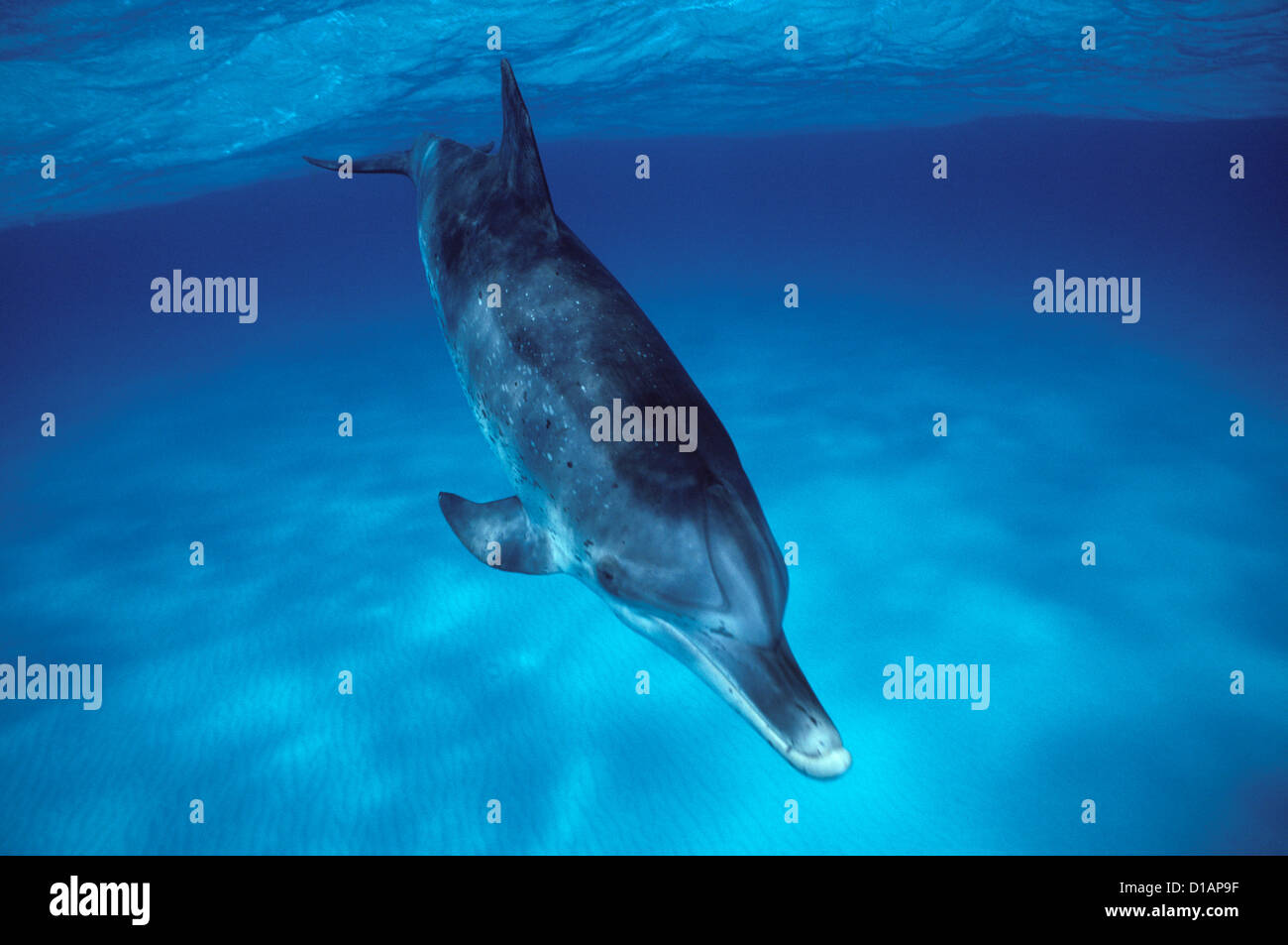 Atlantic spotted Dolphin. Stenella Frontalis. Fotografiert auf der Grand Bahamas Bank Stockfoto