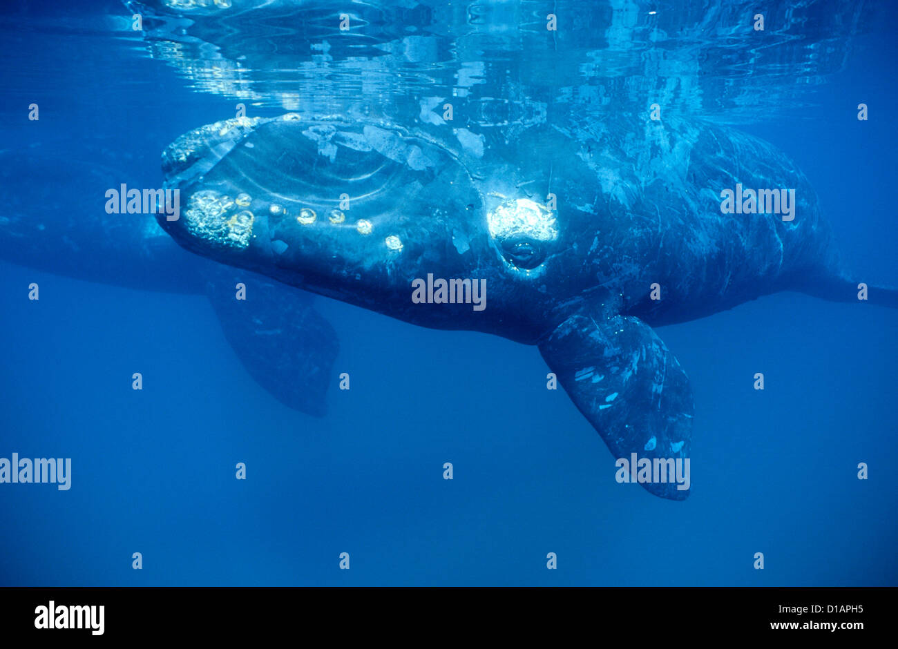 Unterwasser-Aufnahme der Southern Right Whales Stockfoto