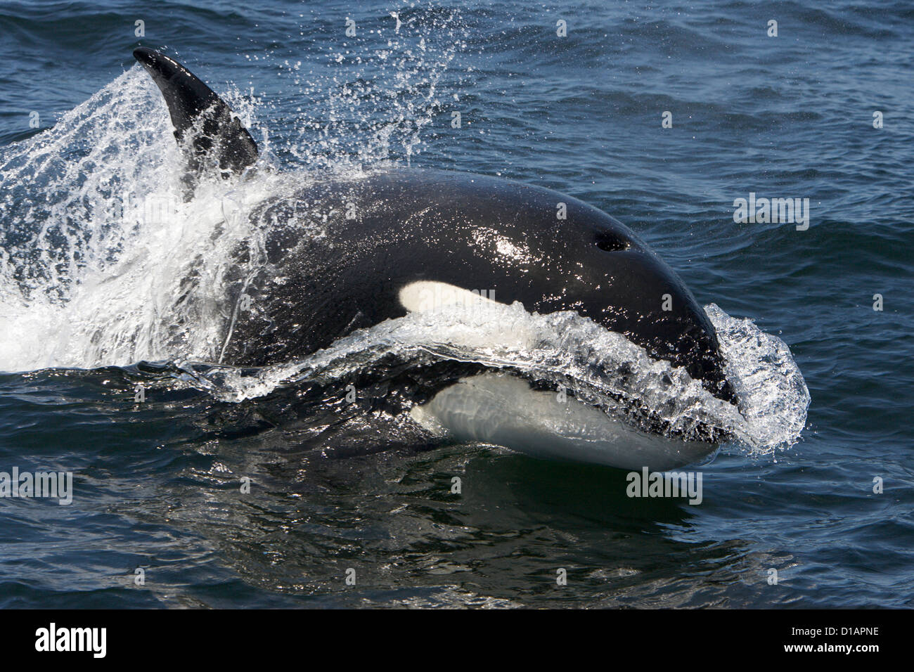 Killerwale, vorübergehender Art. Orcinus Orca. Monterey Bay, Kalifornien, USA, Pazifik Stockfoto