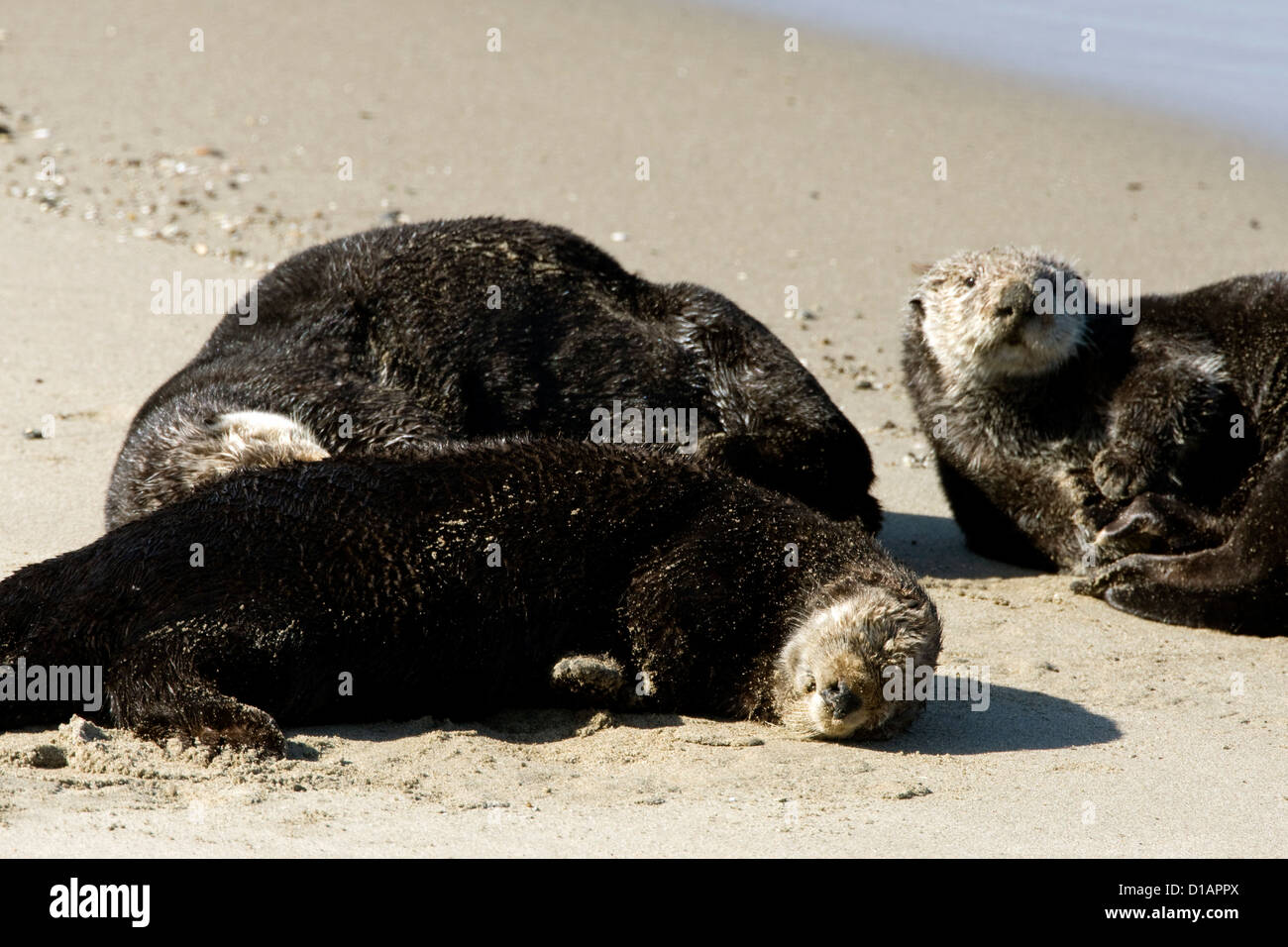 Sea Otter, Enhydra Lutris, Monterey Stockfoto