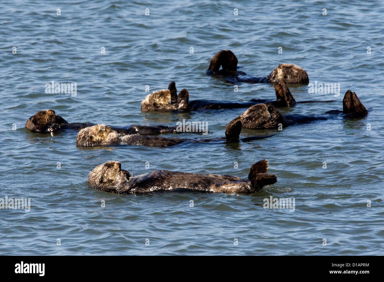 Sea Otter. Enhydra Lutris. Otter schwimmen an der Oberfläche, ruhen, schlafen. Monterey Bay, Kalifornien, USA. Pazifischen Ozean. Stockfoto