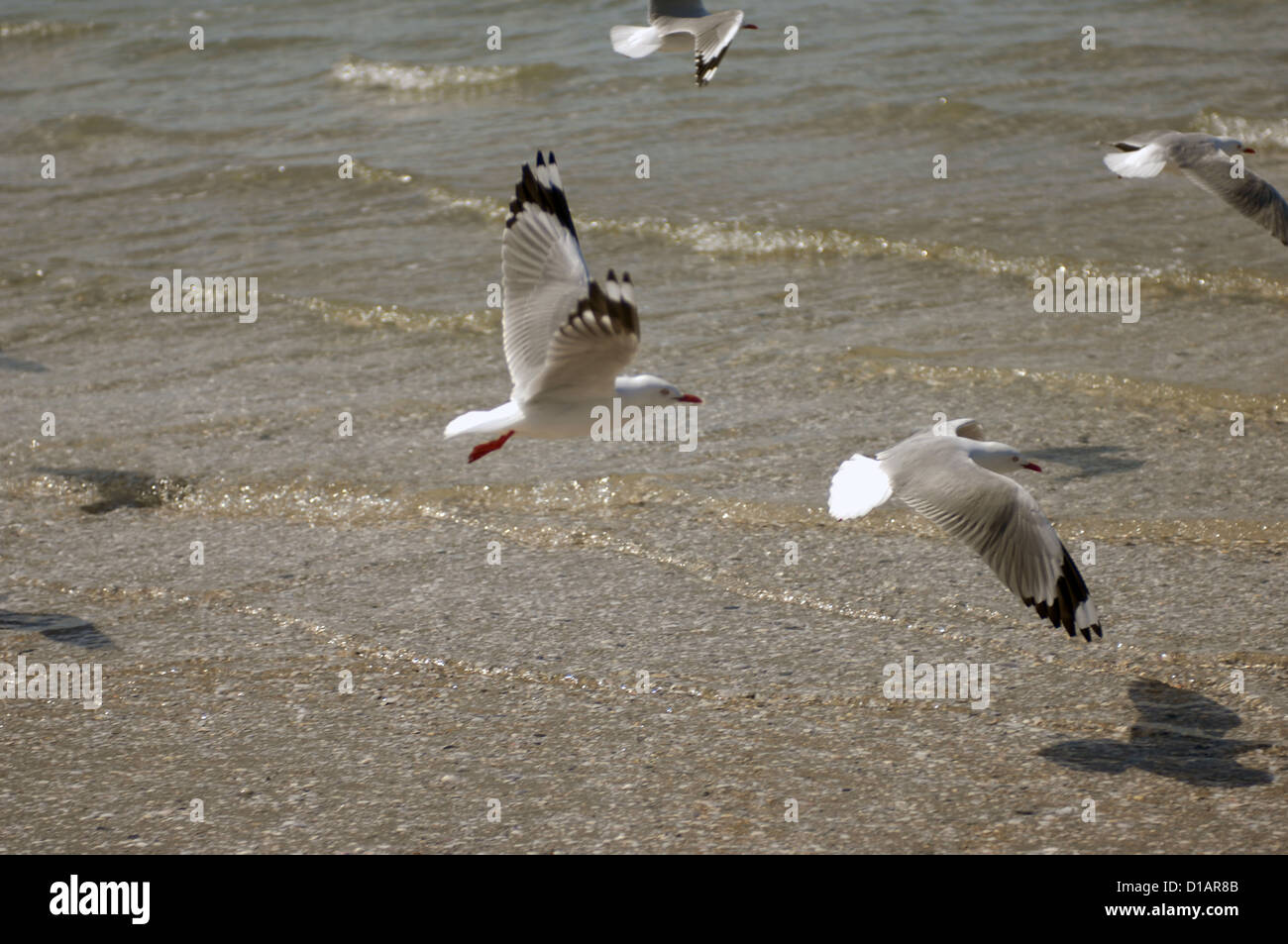 Möwen, Snells Beach Mahurangi Halbinsel, Nordinsel, Neuseeland. Stockfoto