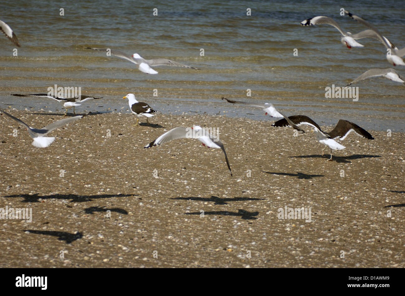 Möwen, Snells Beach Mahurangi Halbinsel, Nordinsel, Neuseeland. Stockfoto