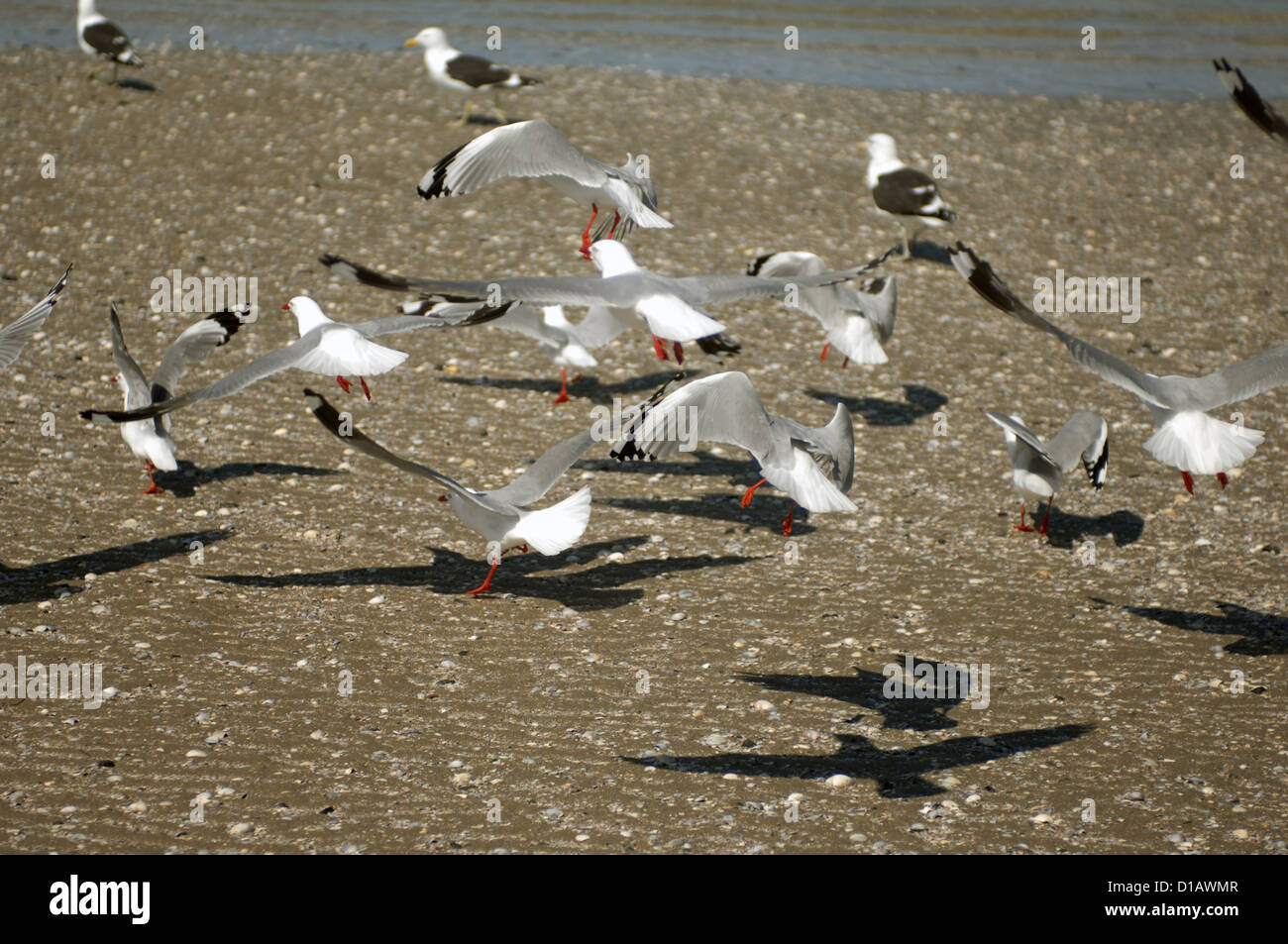 Möwen, Snells Beach Mahurangi Halbinsel, Nordinsel, Neuseeland. Stockfoto