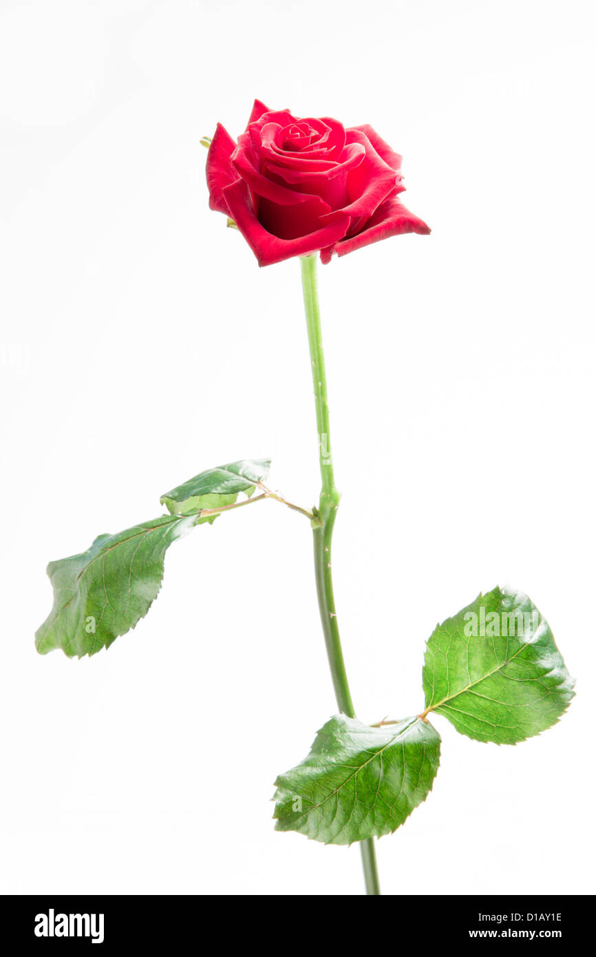 Rosa Rose mit Stiel und Blättern Stockfoto