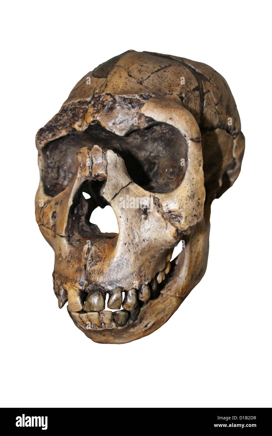 Homo Ergaster Schädel Nariokotome Boy Stockfoto