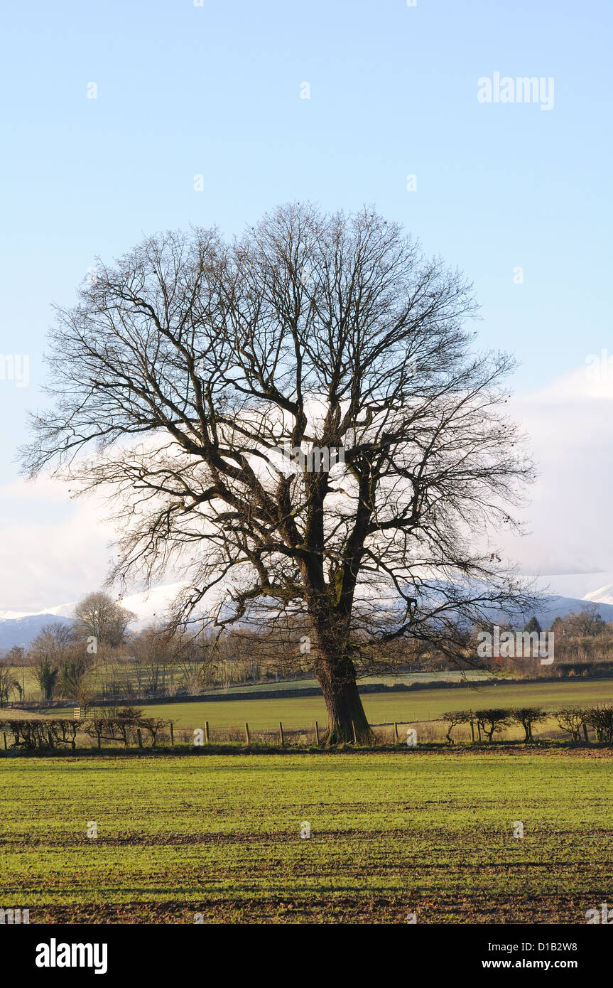 Geräumte und gesäten Feld zeigt neues Wachstum im Lake District Stockfoto