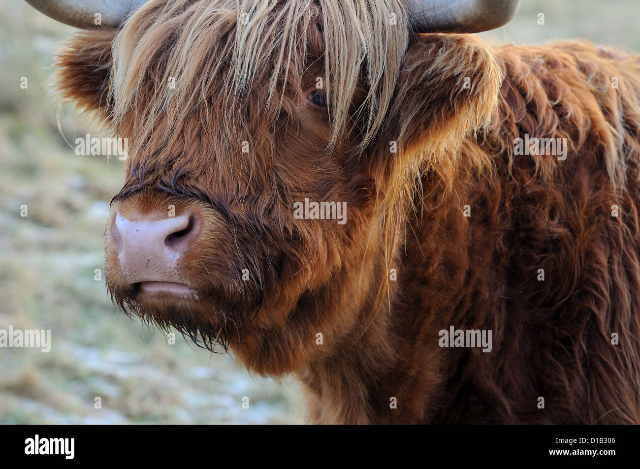 Hochlandkuh (Bos taurus taurus) in Schottland Stockfoto