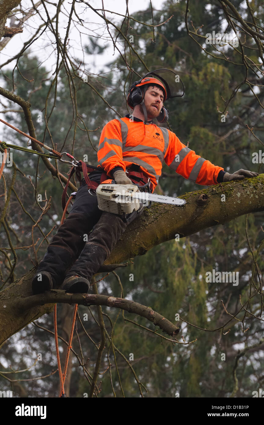Ein Baumpfleger, Klettern auf einem hohen Ast. Stockfoto