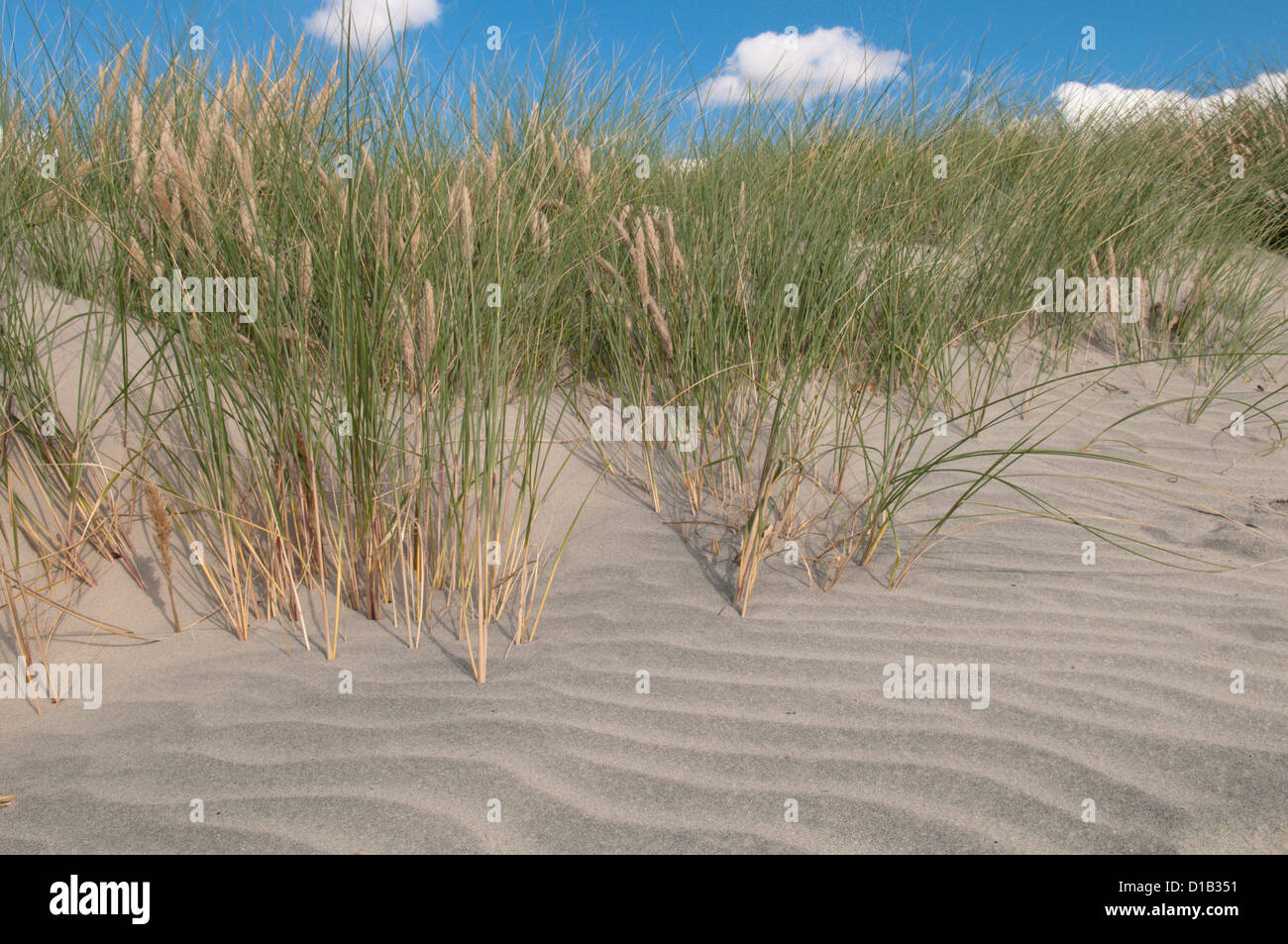 Osten Kopf, West Wittering, West Sussex, UK. Dünengebieten Grass (Ammophila Arenaria) auf Sanddünen. September. Chichester Harbour. Stockfoto