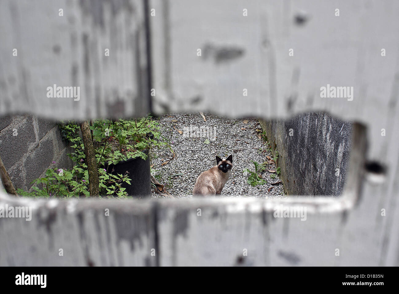 Siamesische Katze gesehen durch Türöffnung Stockfoto