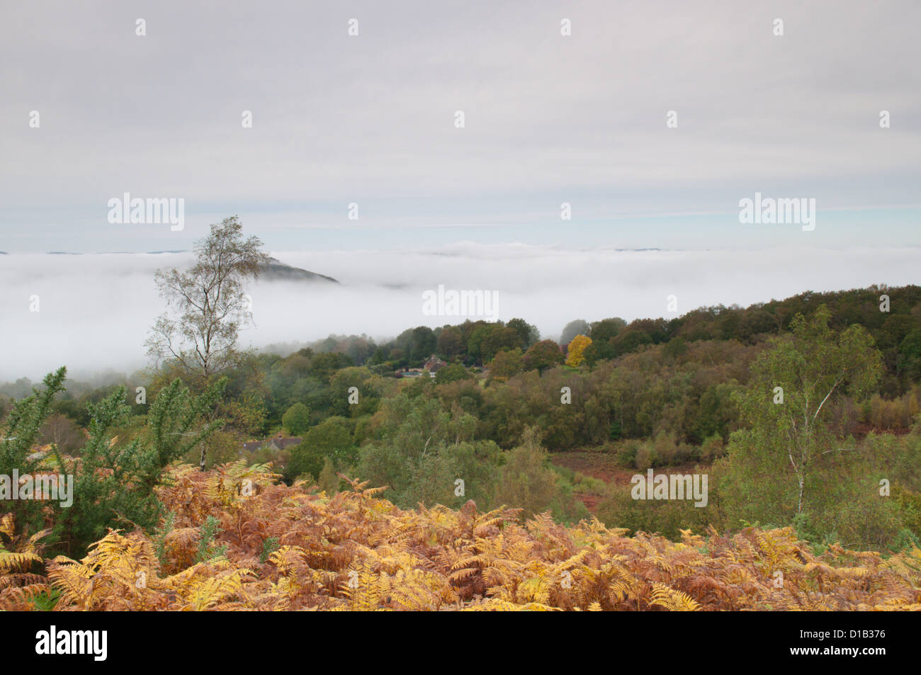Ansicht Nord-West in Redford und Milland aus neben ältere Hill auf Woolbeding Common, West Sussex, UK. Oktober. Nebel Stockfoto