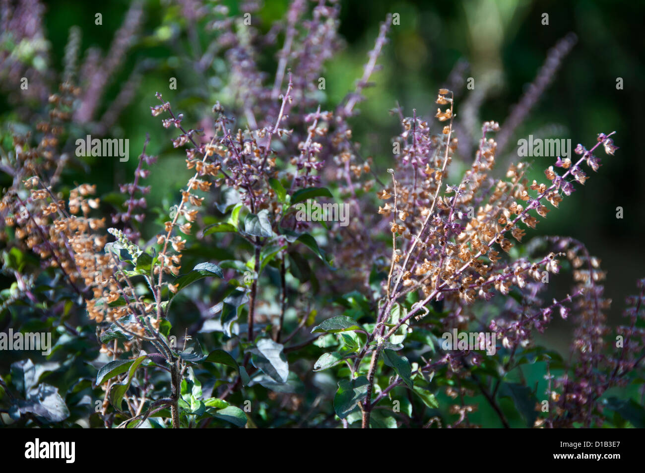 Heiliges Basilikum oder Tulsi Heilpflanze Stockfoto