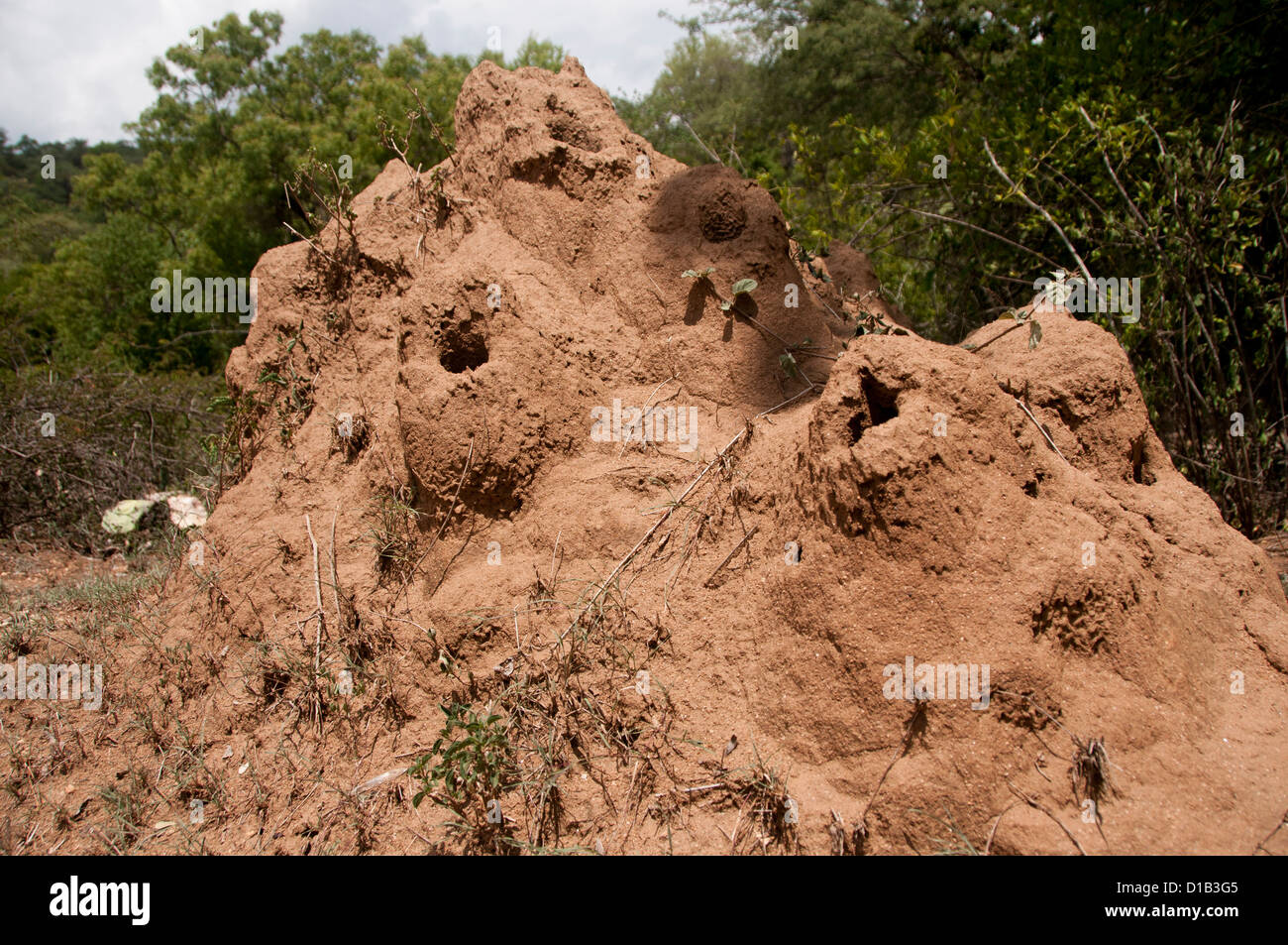 Ameisenhaufen, Termite Mound, Kerala, Indien Stockfoto
