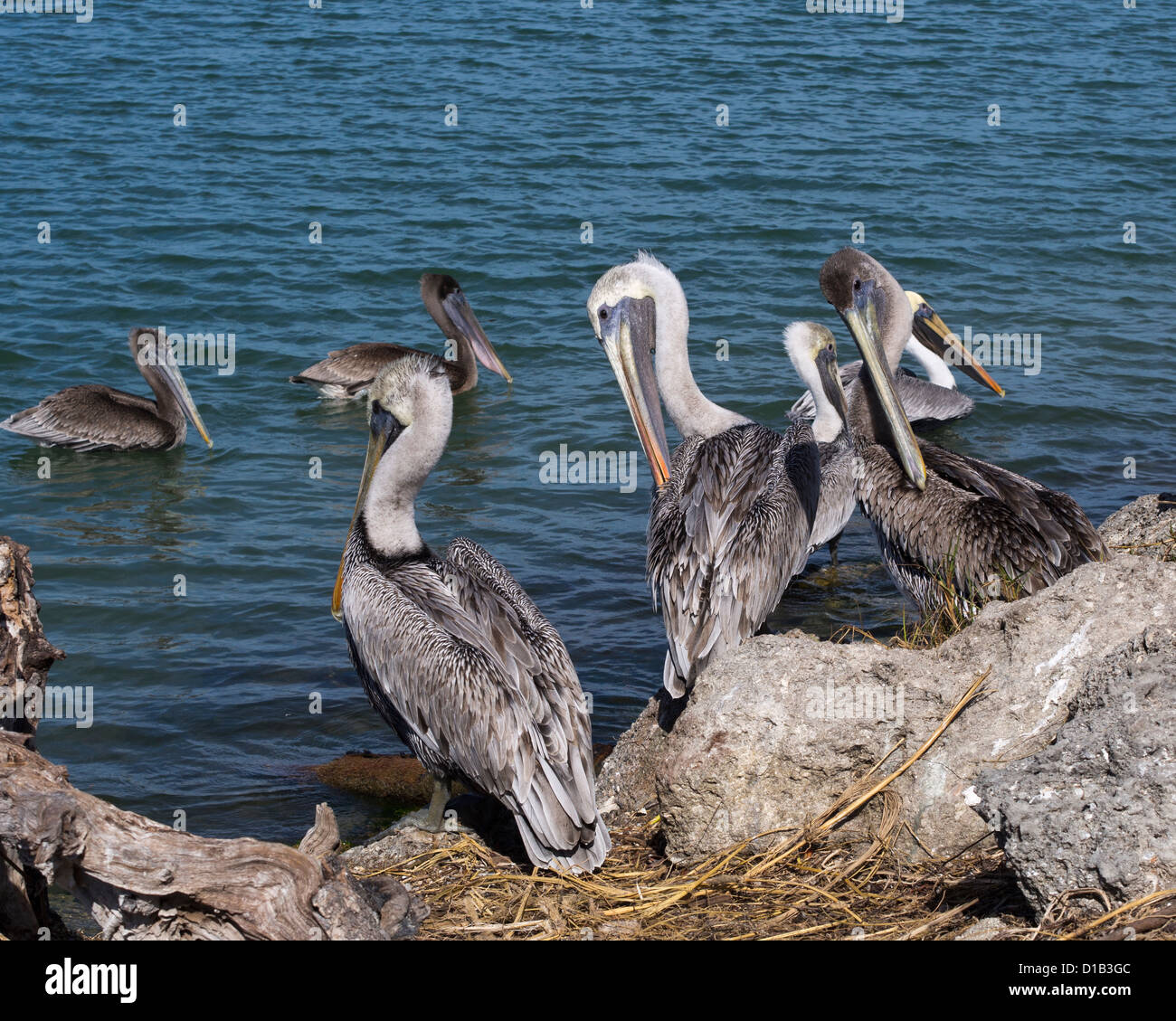 Amerikanischer brauner Pelikan (Pelecanus Occidentalis) in Florida Stockfoto