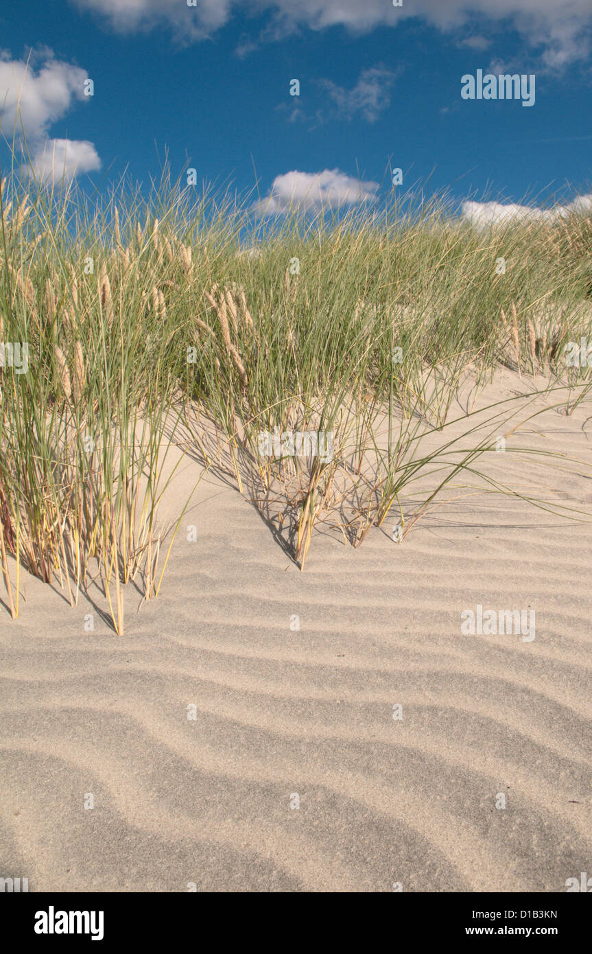 Osten Kopf, West Wittering, West Sussex, UK. Dünengebieten Grass (Ammophila Arenaria) auf Sanddünen. September. Chichester Harbour. Stockfoto