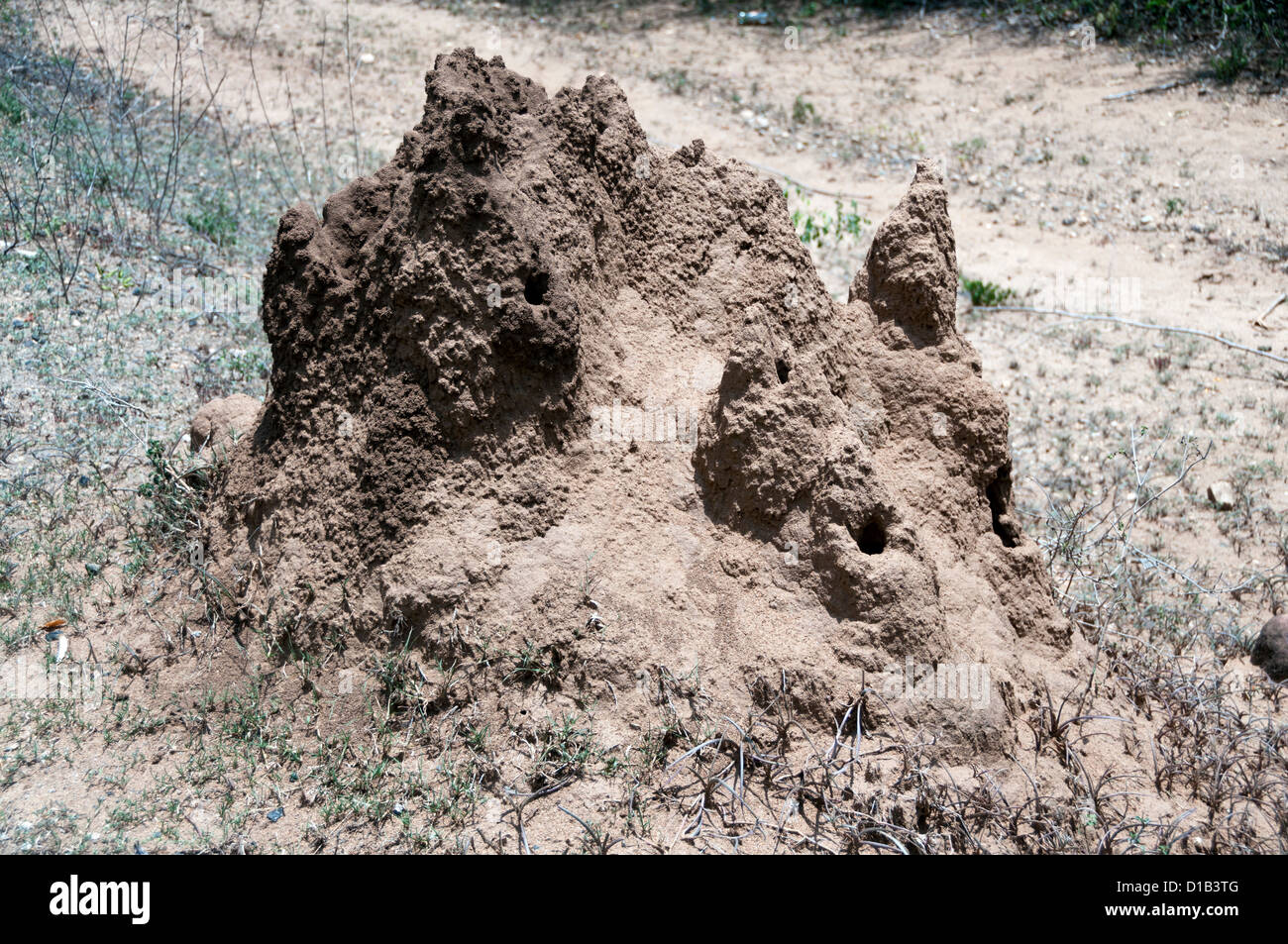 Termite Mound, Kerala, Indien Stockfoto