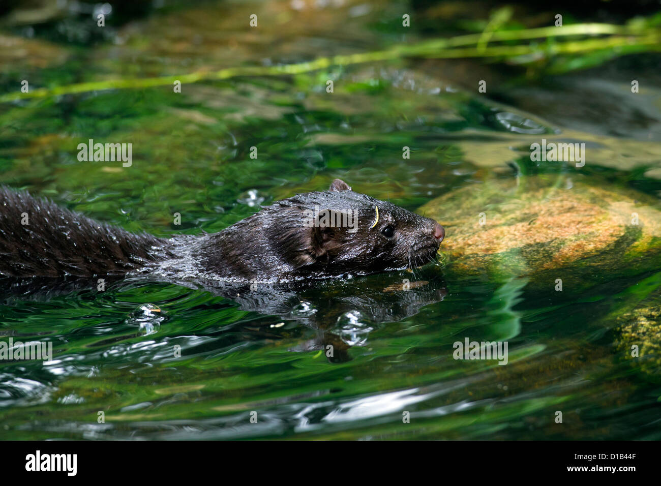 Amerikanischer Nerz (Neovison Vison / Mustela Vison), Mustelid ursprünglich aus Nordamerika Schwimmen im Fluss Stockfoto