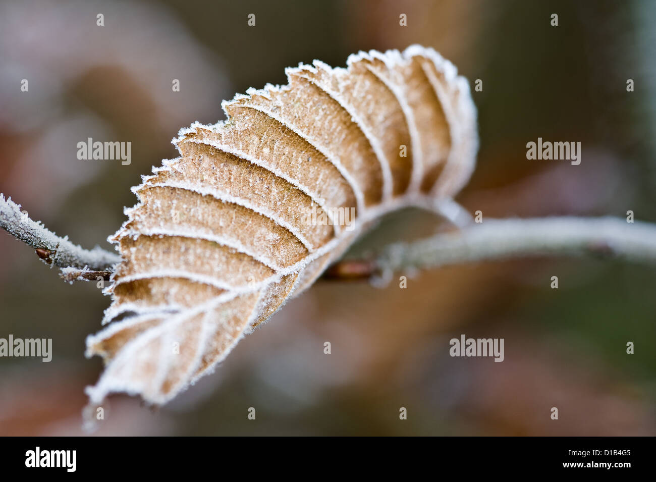 Eine Hainbuche Blatt mit einer Beschichtung von Rauhreif. Stockfoto