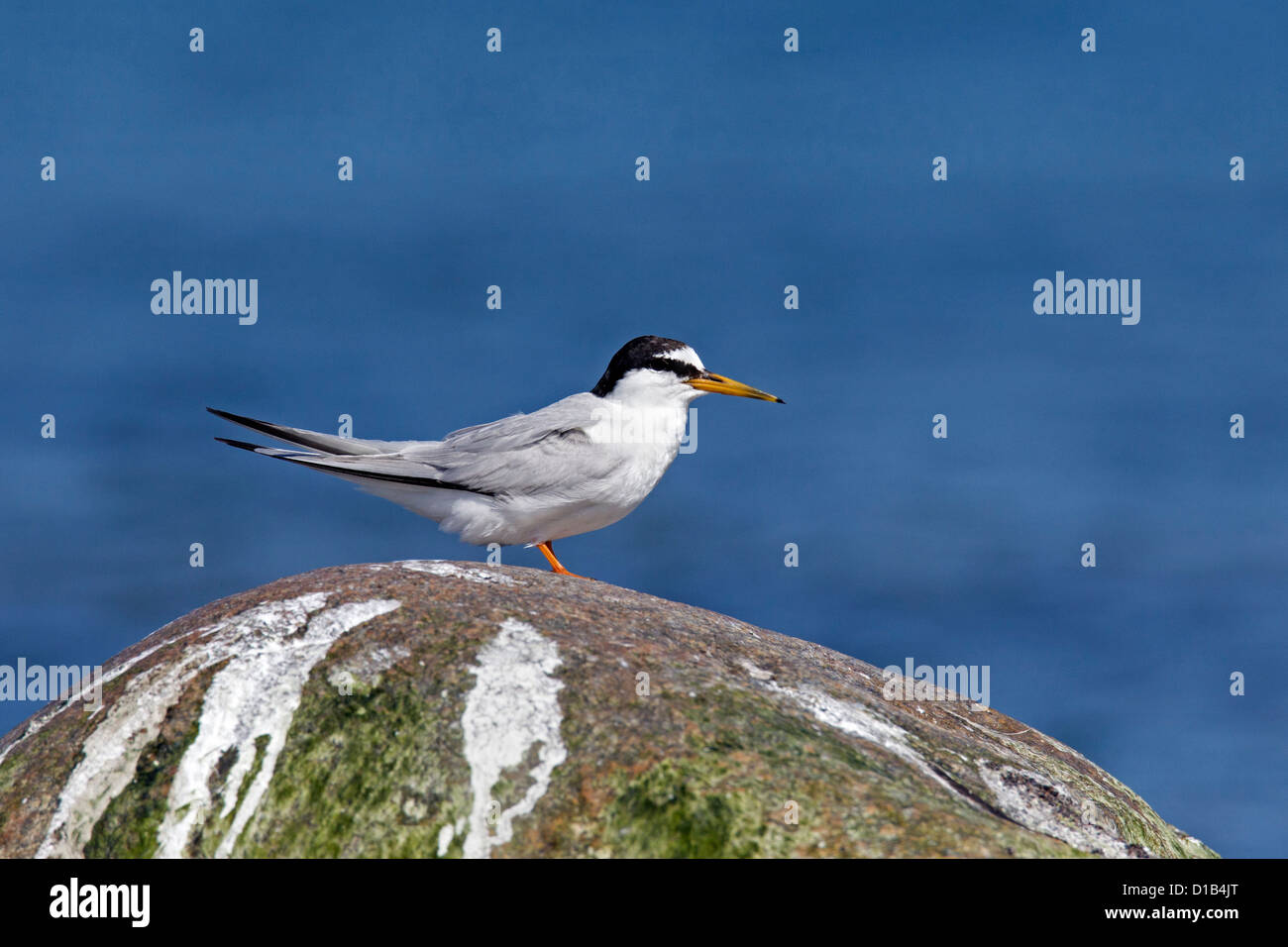 Zwergseeschwalbe (Sternula Albifrons / Sterna Albifrons) ruht auf Felsen am Meer Stockfoto