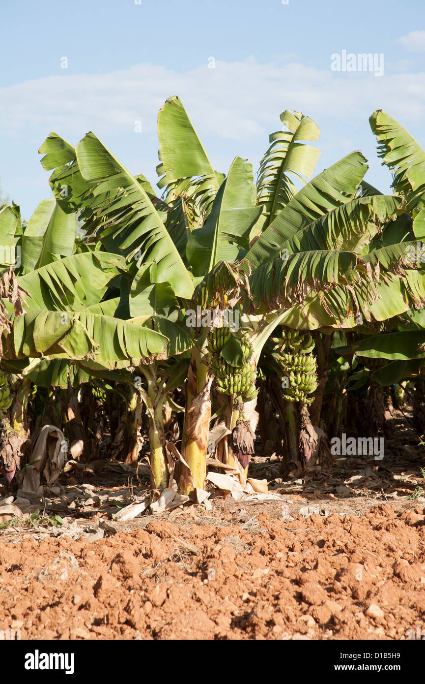 Bananen-Plantage Südzypern Stockfoto