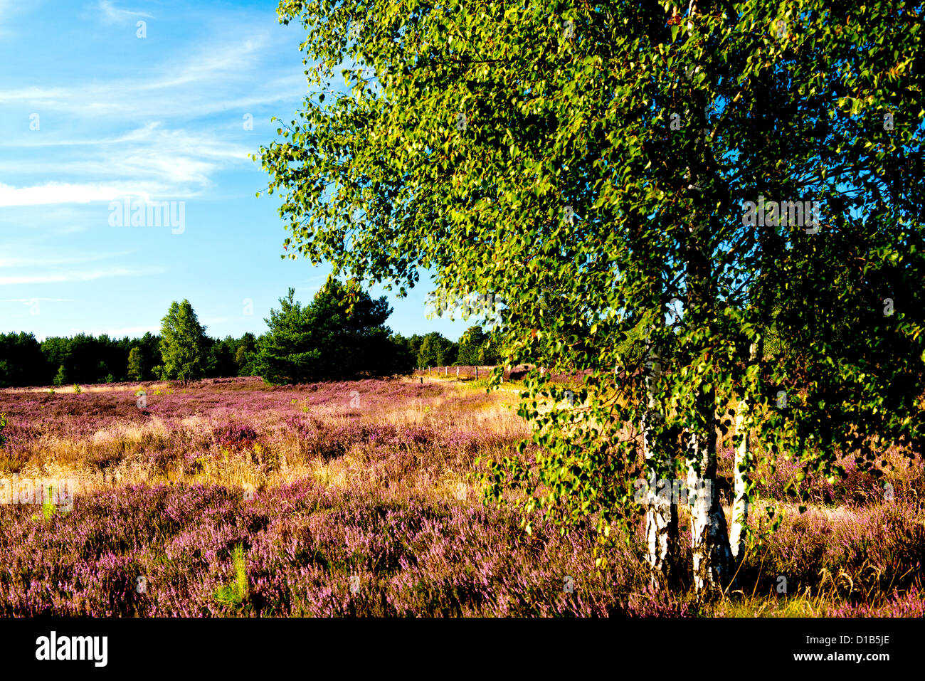 Lüneburger Heide in Niedersachsen Stockfoto