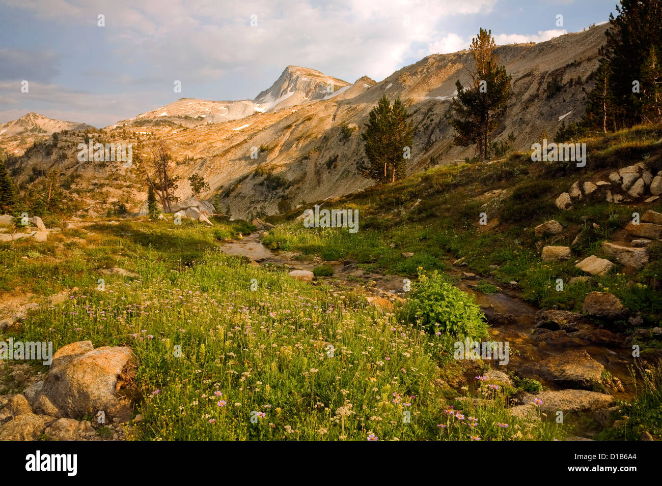 Wildblumen entlang eines kleinen Baches auf der Seite der Minam Lake Trail mit Eagle Cap in der Ferne in der Eagle Cap Wildnis. Stockfoto