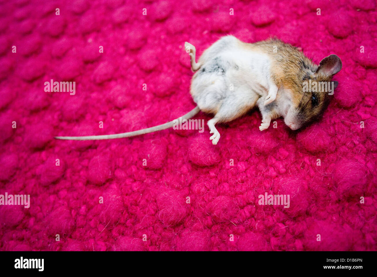 Pattensen, Deutschland, tote Maus auf Türmatte rosa Stockfoto