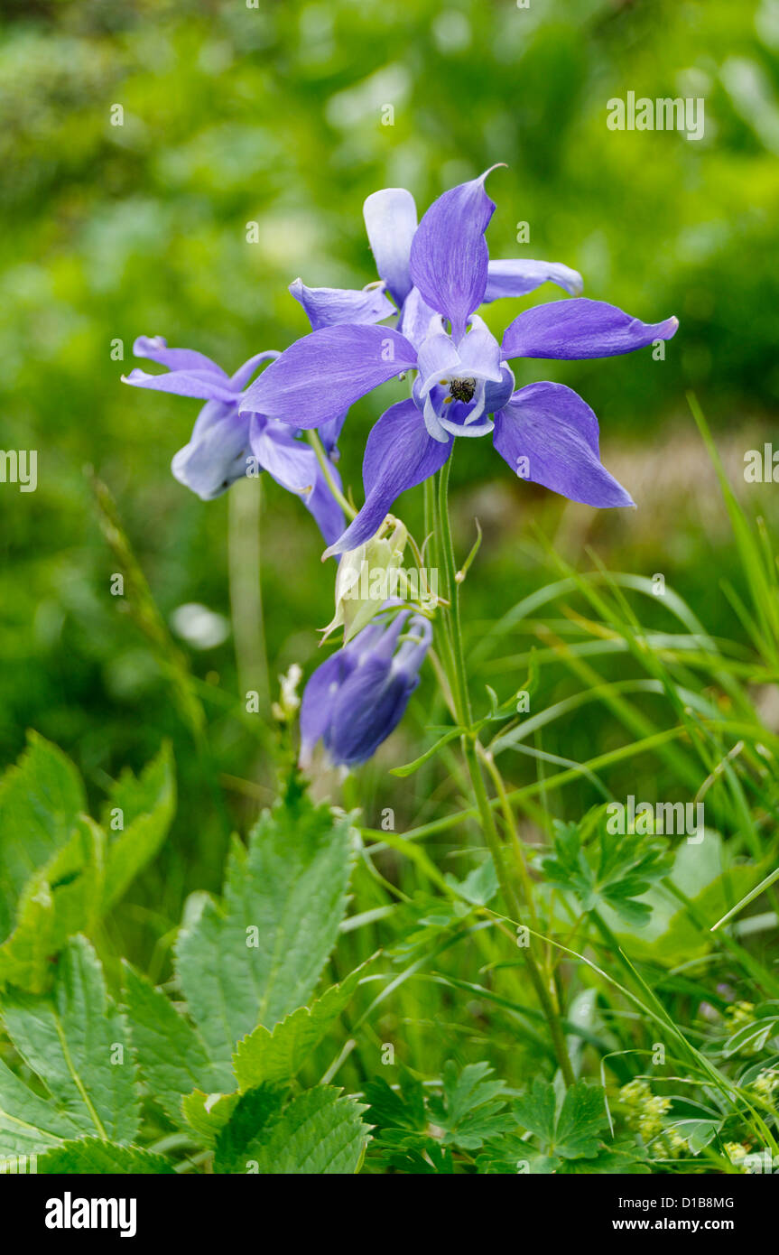 Eine Alpine Columbine in einem Feld Gras Stockfoto