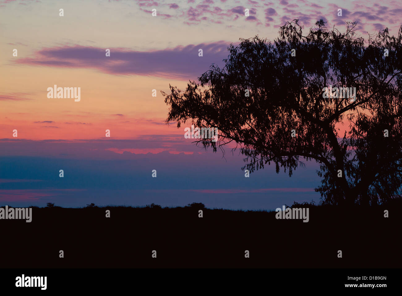 Baum-Silhouette bei Sonnenuntergang Stockfoto