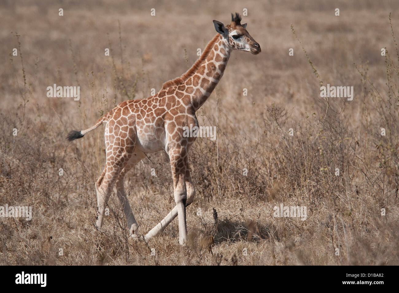 Rothschild Giraffe Baby Wandern im Flachland Stockfoto