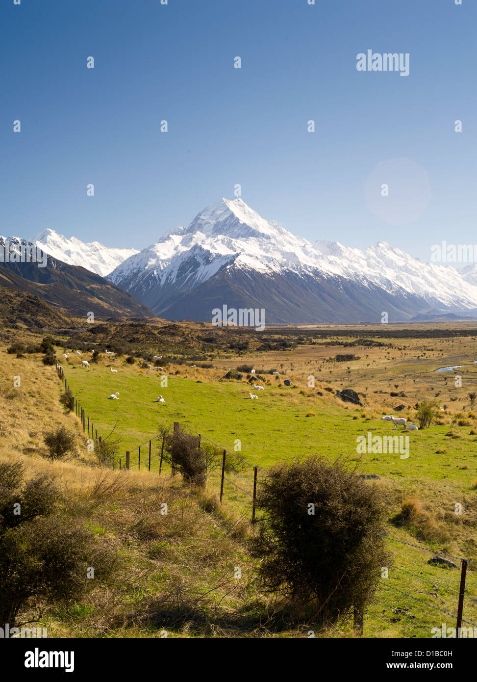 Eine Ikone Blick auf Neuseeland - Schafe auf der Weide und Aoraki/Mt. Cook im Hintergrund. aoraki ist nz höchste Berg Stockfoto