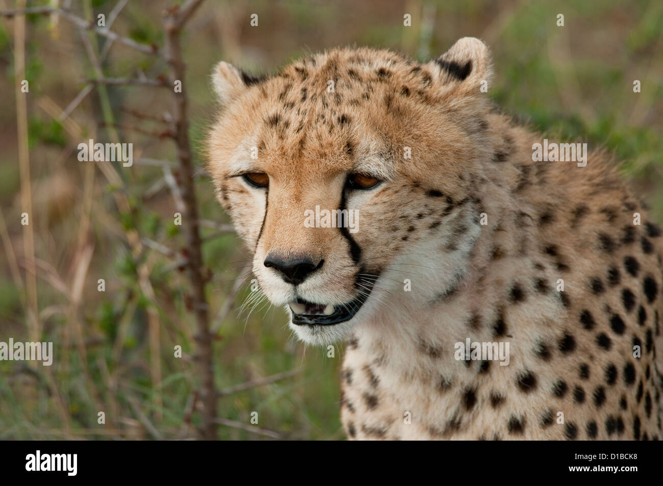 Gepard-Kopfschuss Stockfoto
