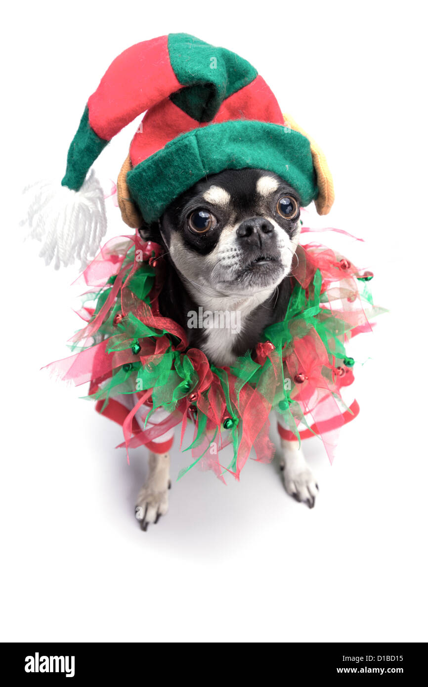 Niedliche Chihuahua gekleidet als Weihnachtself mit Hut und Bögen. Isoliert auf weißem Hintergrund Stockfoto