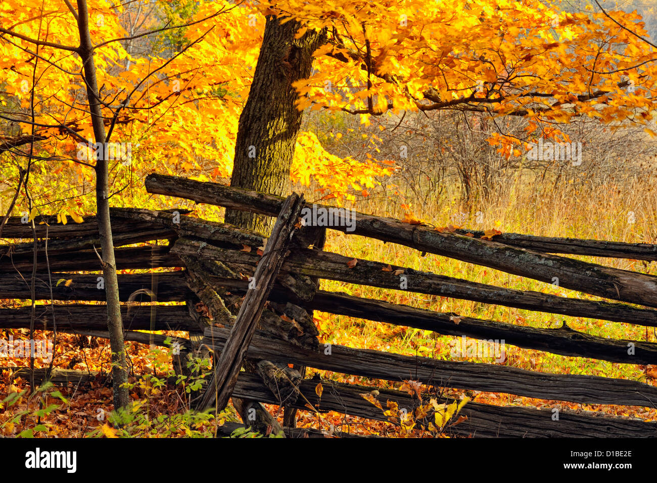 Zeder-Split-Zaun und Herbst Ahorn, Ontario, Kanada Stockfoto