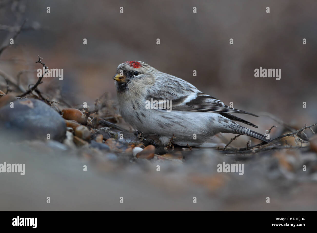 Hornemann der Arktis Redpoll (Zuchtjahr Hornemanni Hornemanni) Stockfoto