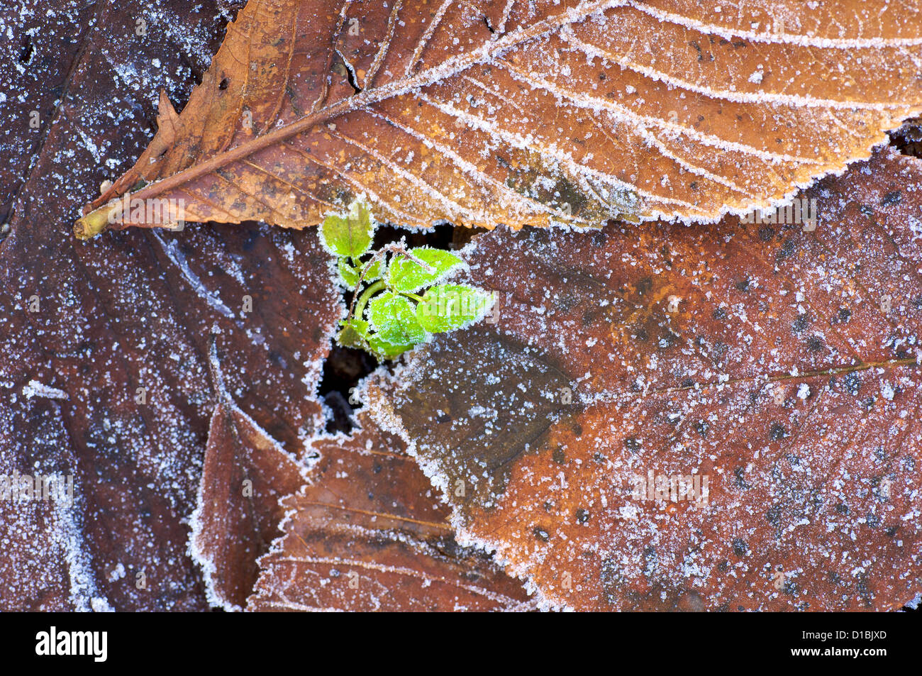Grüne Triebe durchbrechen gefrorenen Boden und tot Herbstlaub auf Waldboden Stockfoto