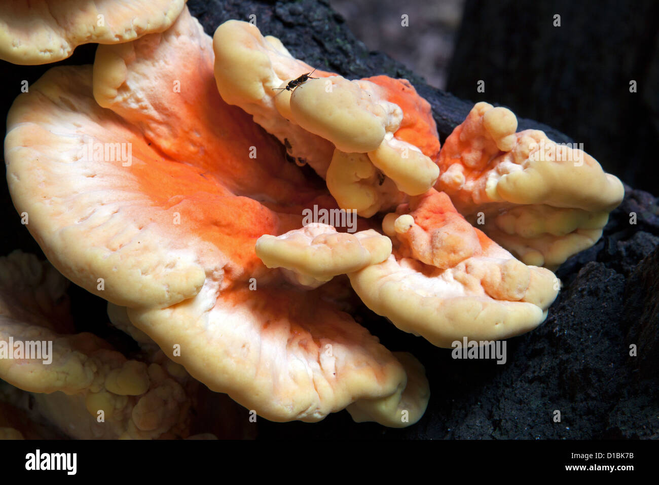 Sulphur Shelf Mushroom, Pilz, Laetiporus Sulphureus Herbst, E USA Stockfoto