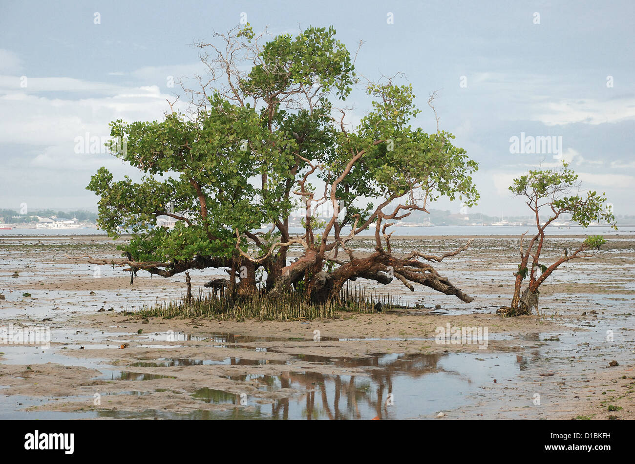 Mangroven-Baum an bei Ebbe, Mangrove Information Centre Suwung Kauh in Bali Indonesien Stockfoto