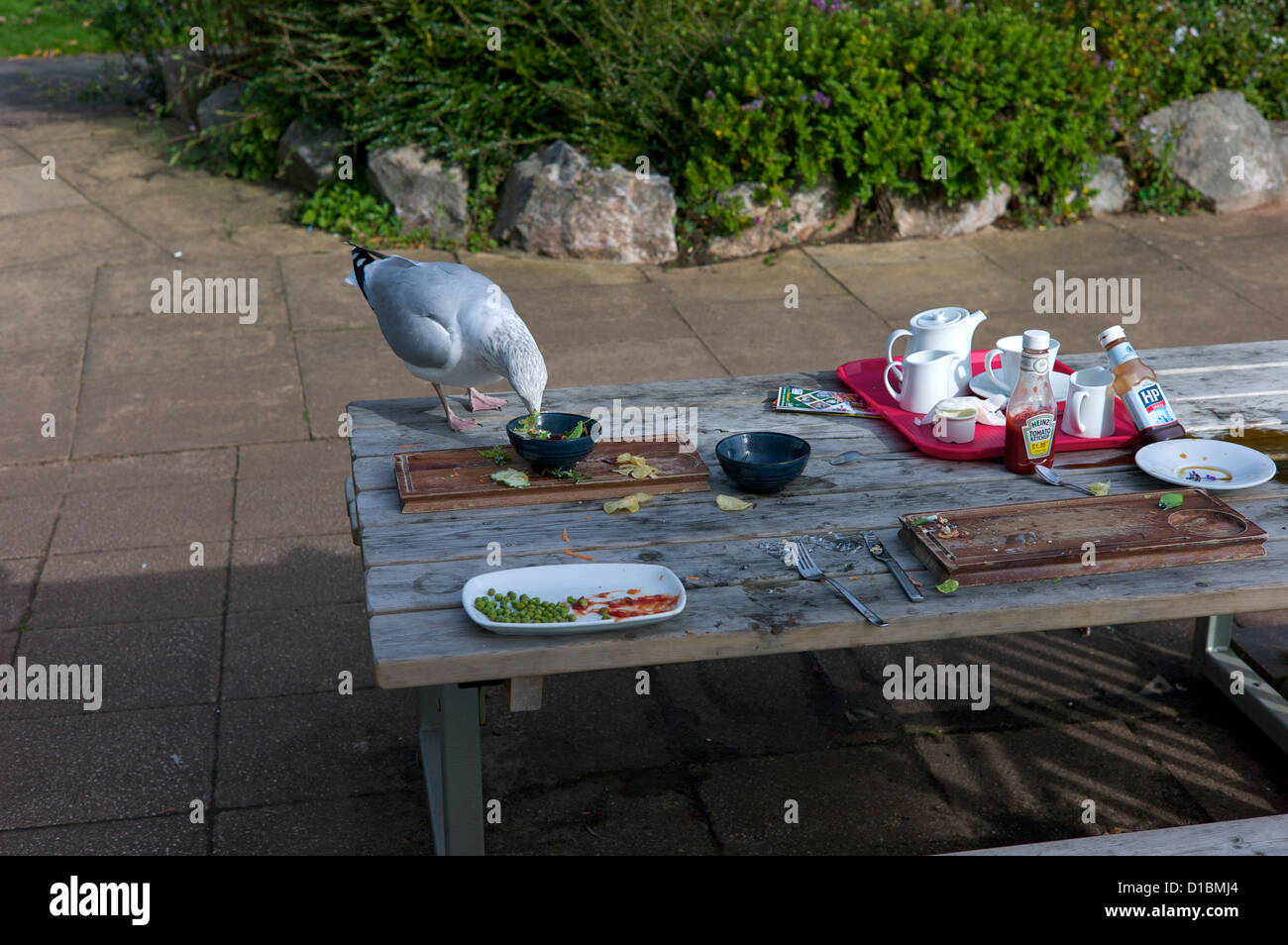 Aufräumvorgang Möwe, UK Stockfoto