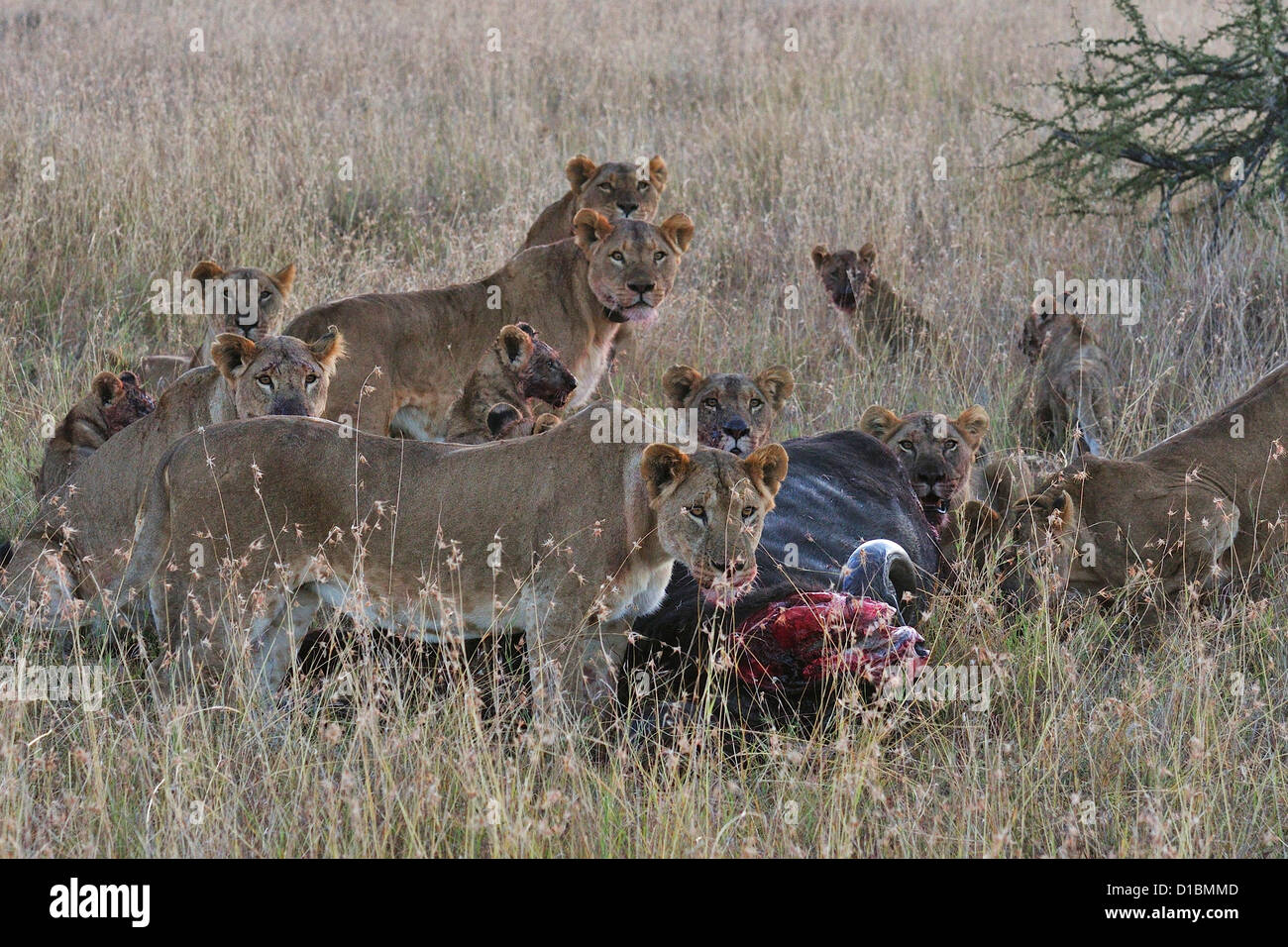 Löwen (Panthera Leo), Prädation auf afrikanische Büffel Syncerus Caffer, Mugie Heiligtum, Kenia, Afrika Stockfoto