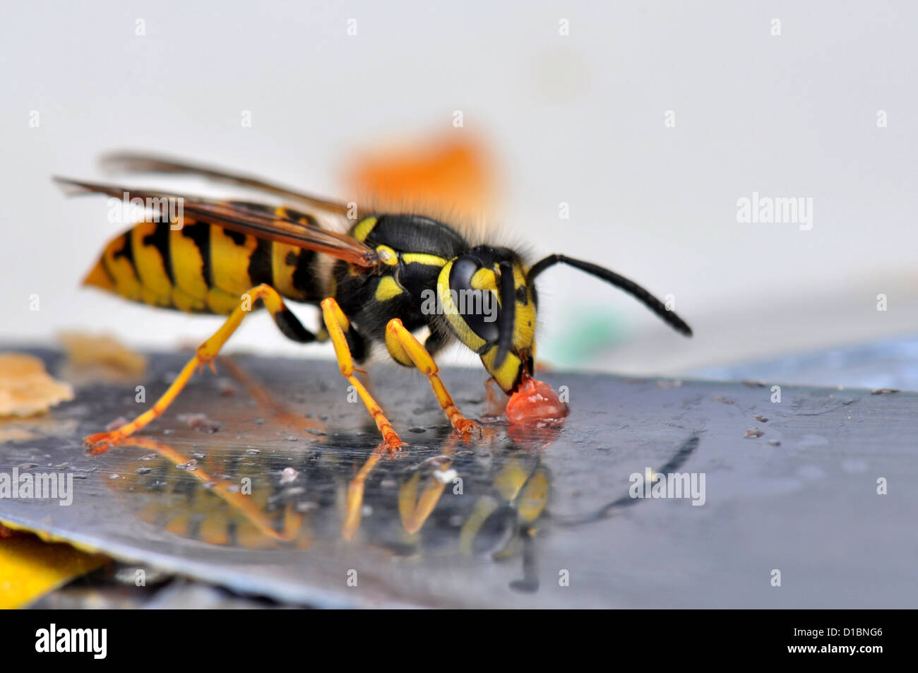 Makro einer Wespe auf einem brotmesser Stockfoto