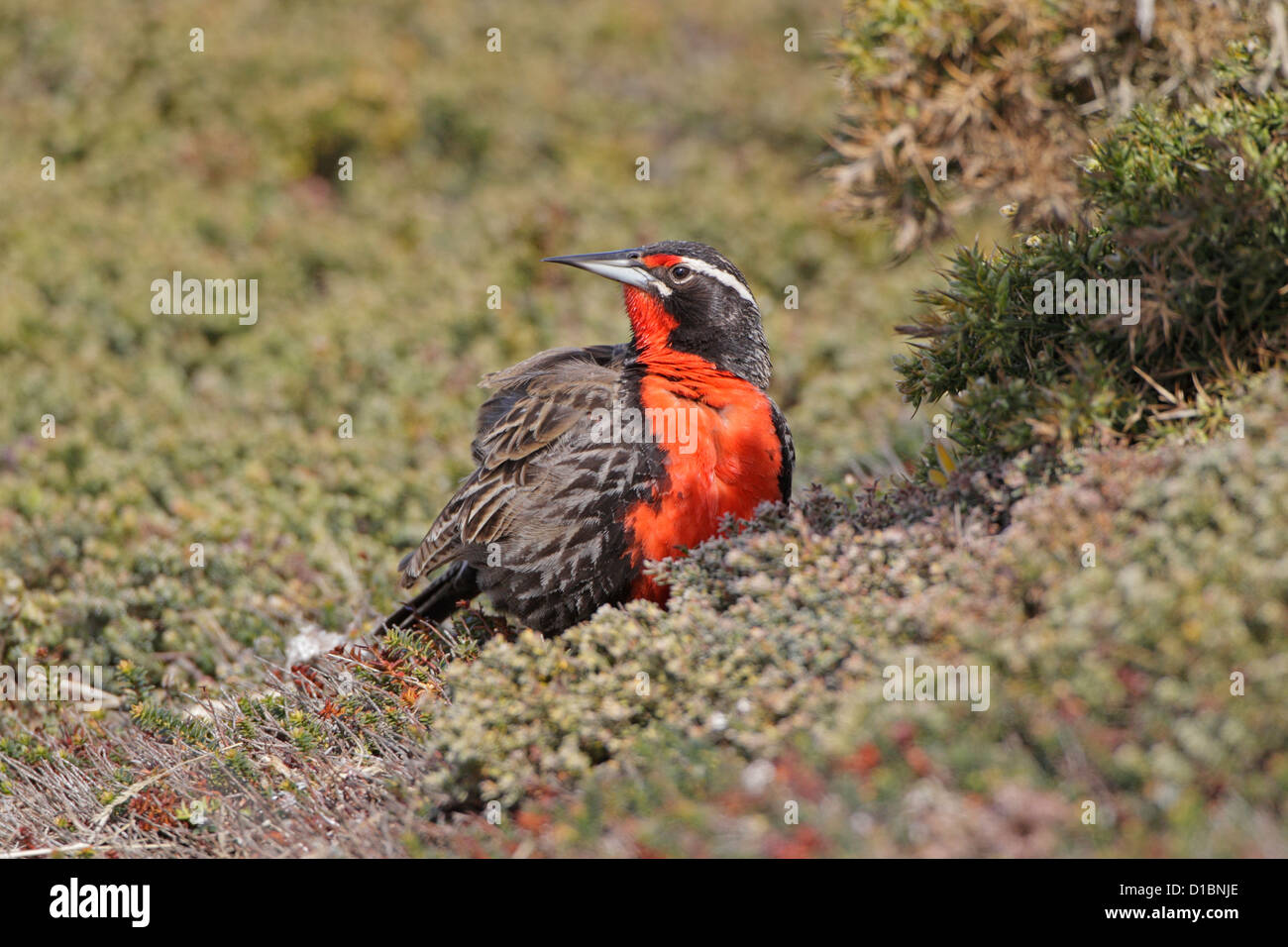 Erwachsenen Long-tailed Meadowlark Karkasse Insel Stockfoto