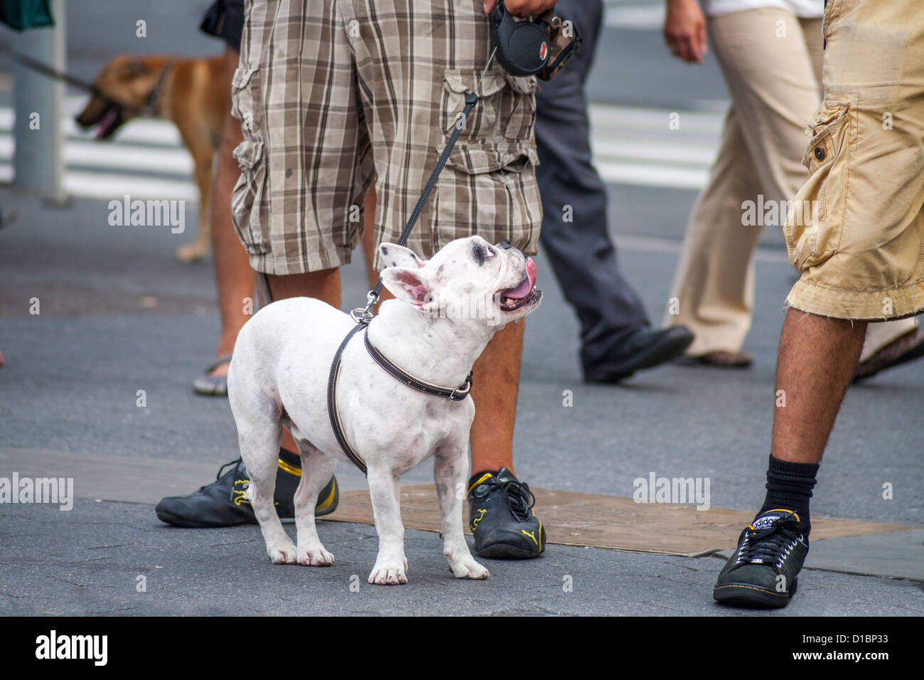 Eine Bulldogge mit seinem Besitzer Wandern am Union Square in Manhattan, New York City. Stockfoto