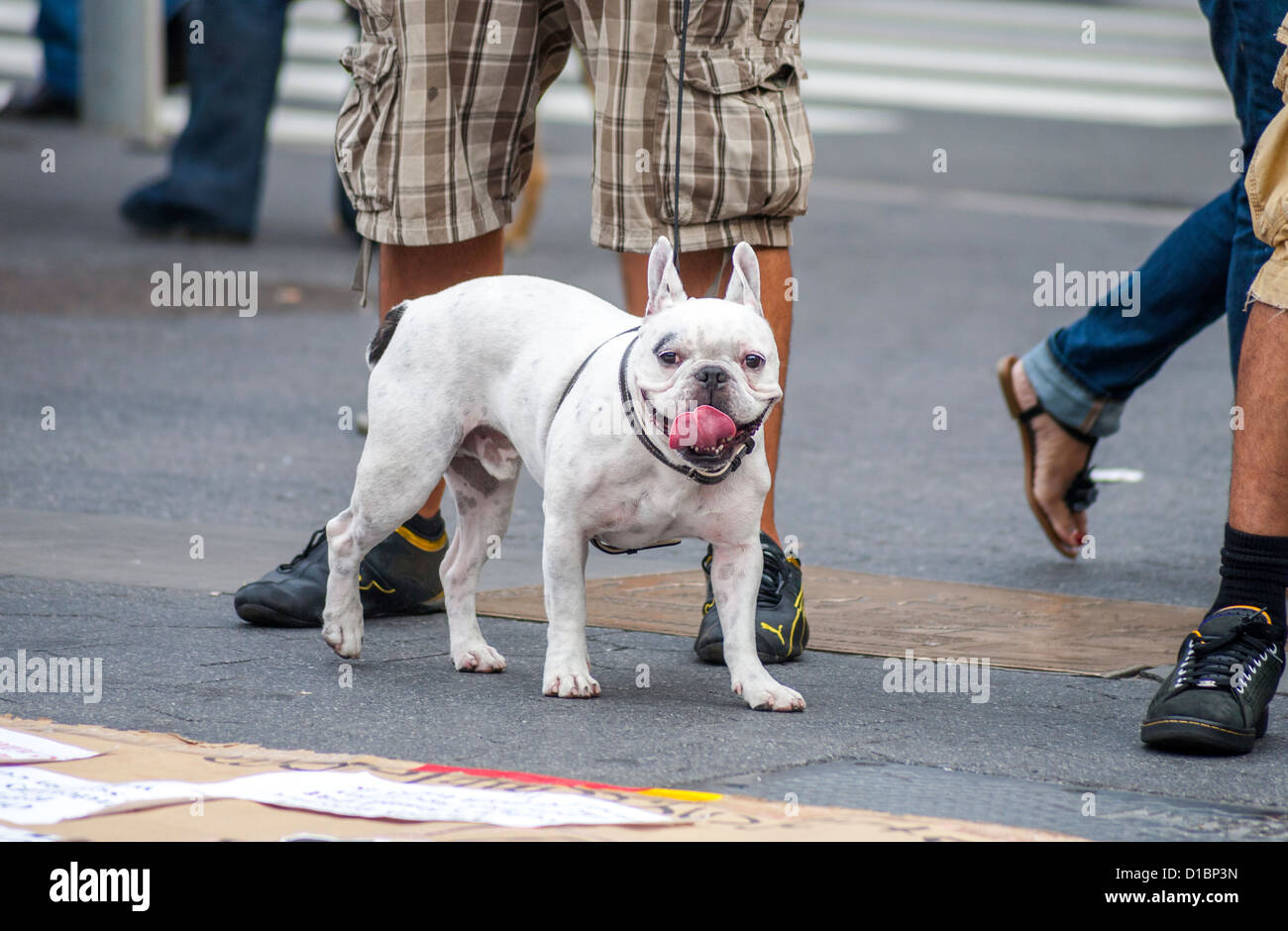 Eine Bulldogge mit seinem Besitzer Wandern am Union Square in Manhattan, New York City. Stockfoto