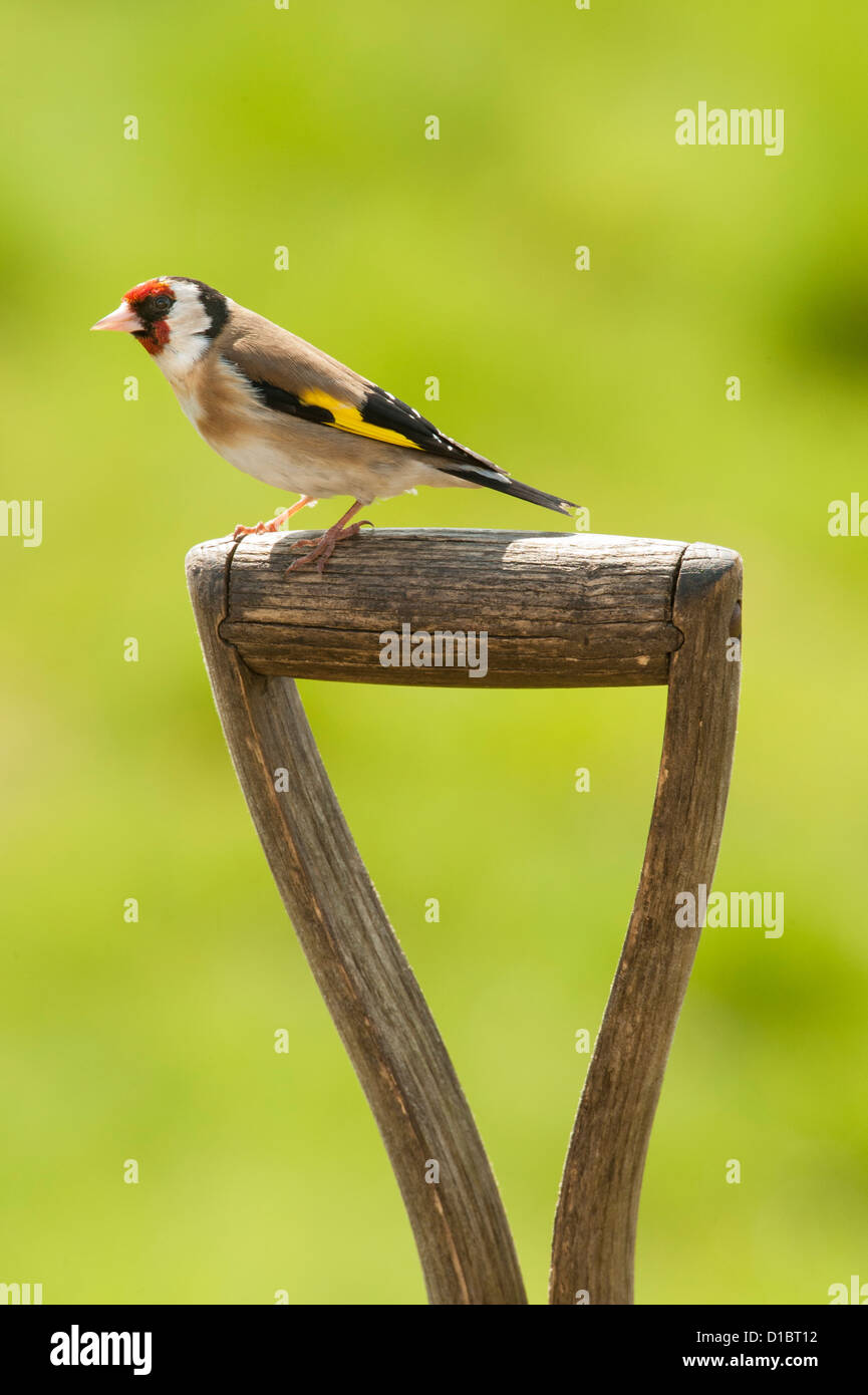 Ein Stieglitz sitzt auf einem Garten Spaten, Schottland. Stockfoto