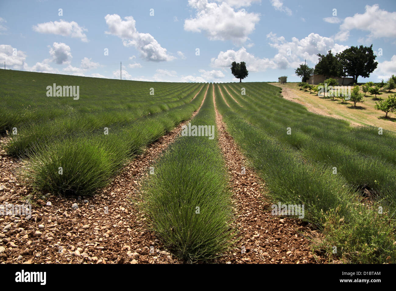 Lavendel-Feld in der Provence in Südfrankreich in der Puimoisson Stockfoto